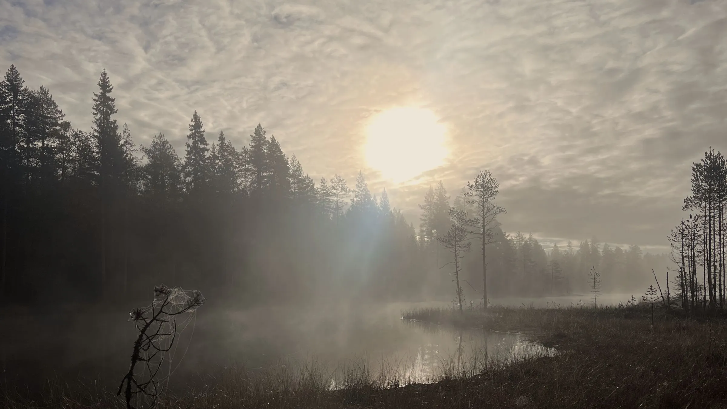 Sumuinen suolampi ja havumetsä aamuauringossa