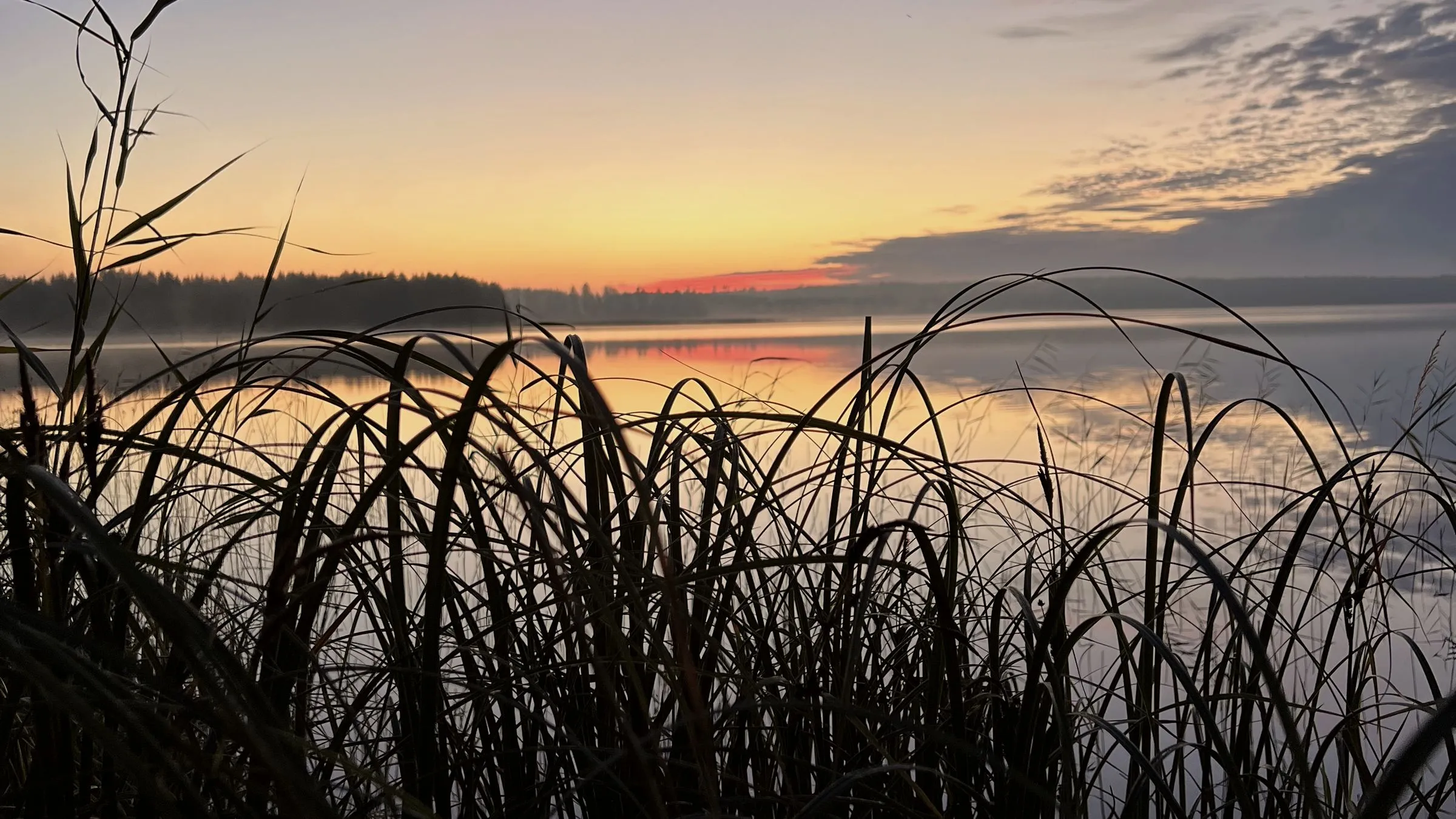 Järvenrannan ruovikko auringonlaskun aikaan